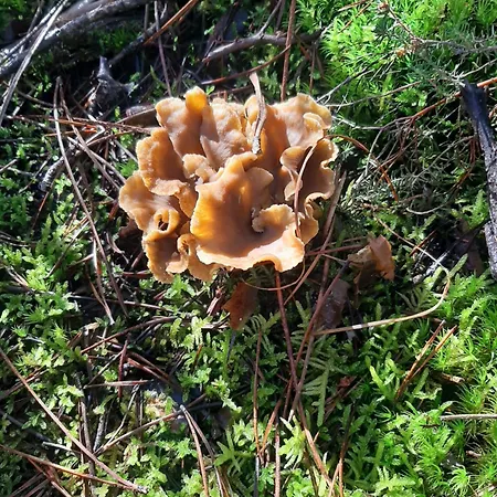 Holiday home Casa Valeriana Guijosa