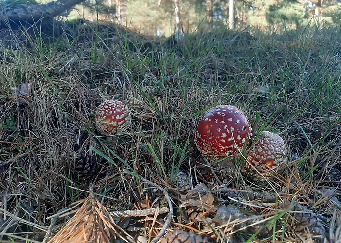 Hébergement de vacances Casa Valeriana *